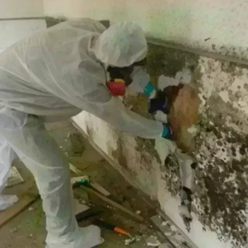 Mold Remediation and Removal in Medulla, FL